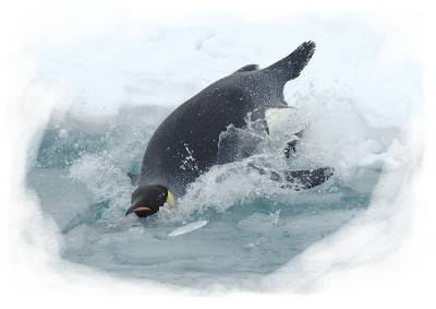 The penguin: a marine organism that is also a bird.